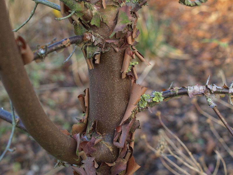 Acer griseum